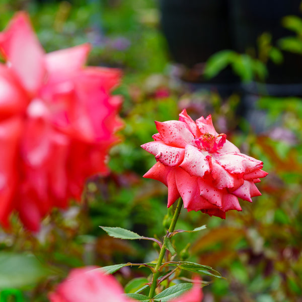 Impatient Floribunda Rose