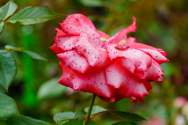 Impatient Floribunda Rose