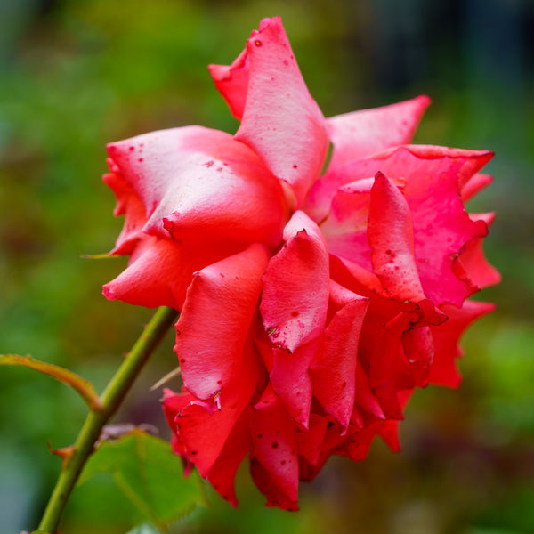 Impatient Floribunda Rose