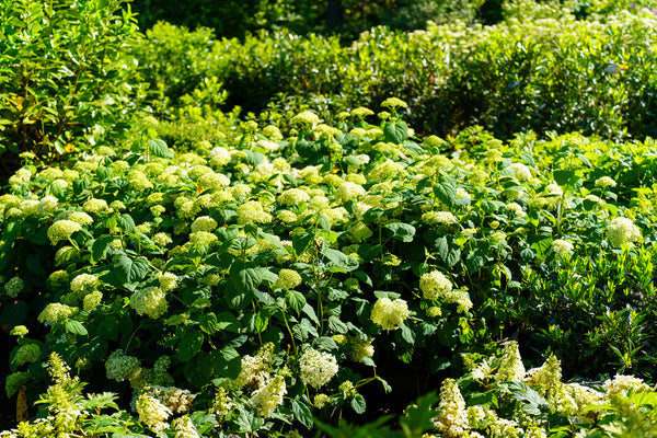 Incrediball Hydrangea