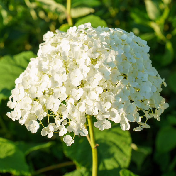 Incrediball Hydrangea