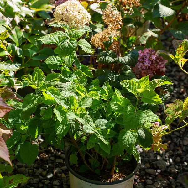 Invincibelle Wee White Hydrangea