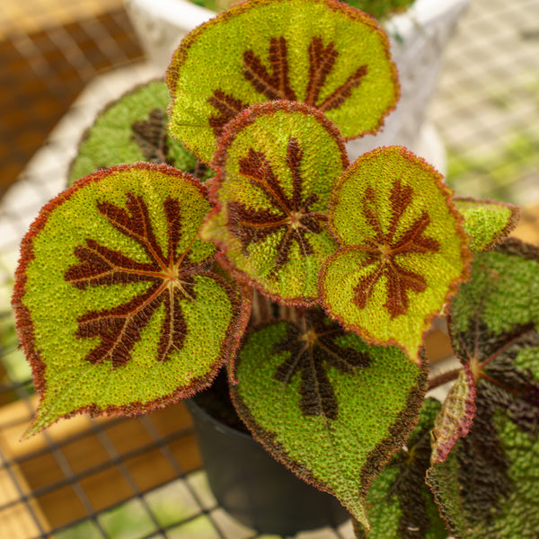 Iron Cross Begonia