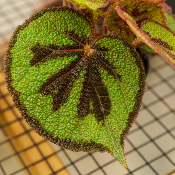 Iron Cross Begonia