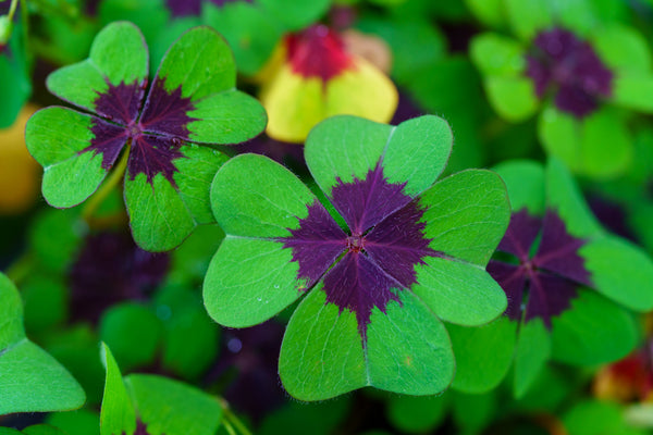 Iron Cross Shamrock