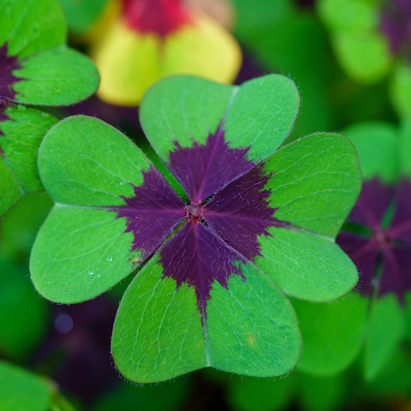 Iron Cross Shamrock