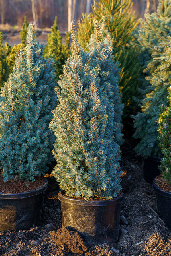 Iseli Fastigiate Colorado Spruce