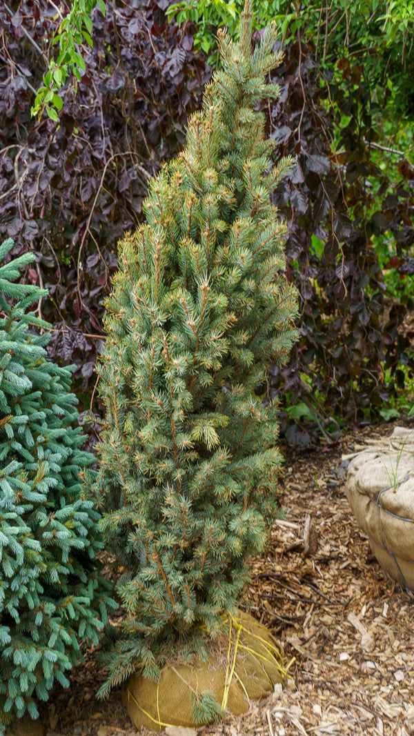 Iseli Fastigiate Colorado Spruce