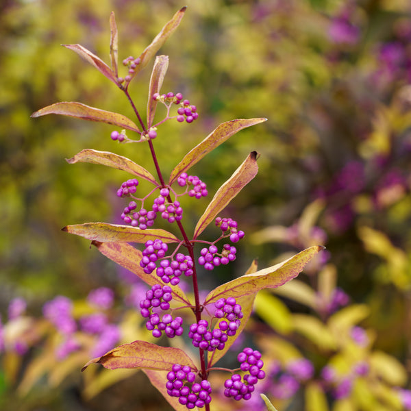 Issai Japanese Beautyberry