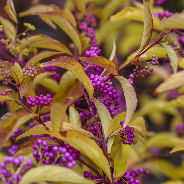 Issai Japanese Beautyberry