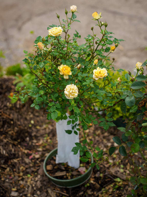 Itsy Bitsy Peach Miniature Rose
