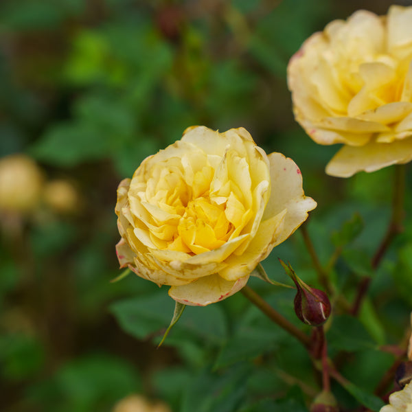Itsy Bitsy Peach Miniature Rose