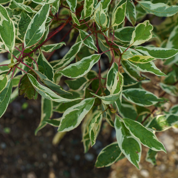 Ivory Halo Dogwood