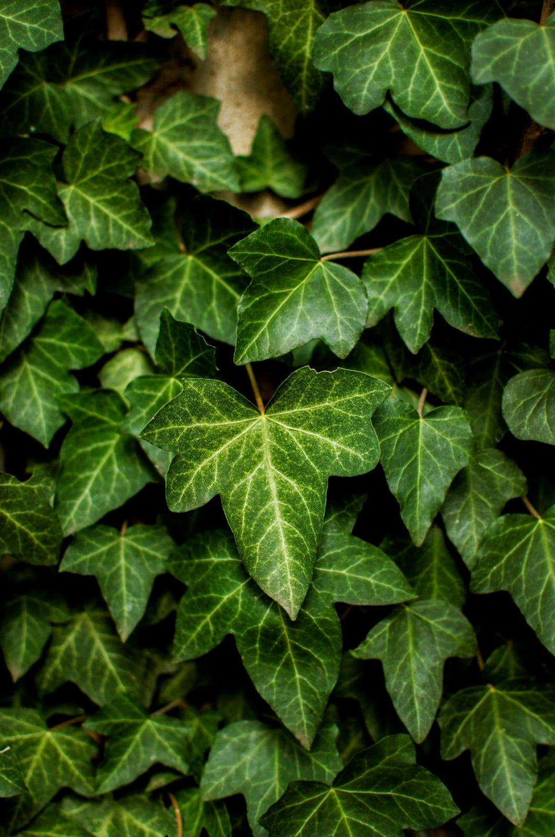 The Ivy Guide – Plant Detectives