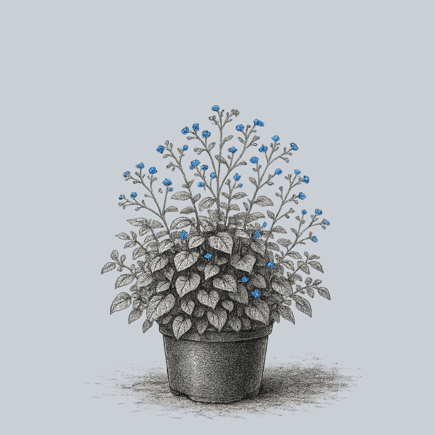 The Brunnera Guide – Plant Detectives