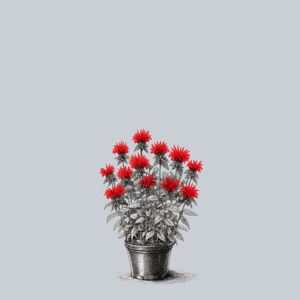 Jacob Cline Bee Balm