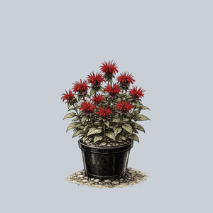 Jacob Cline Bee Balm