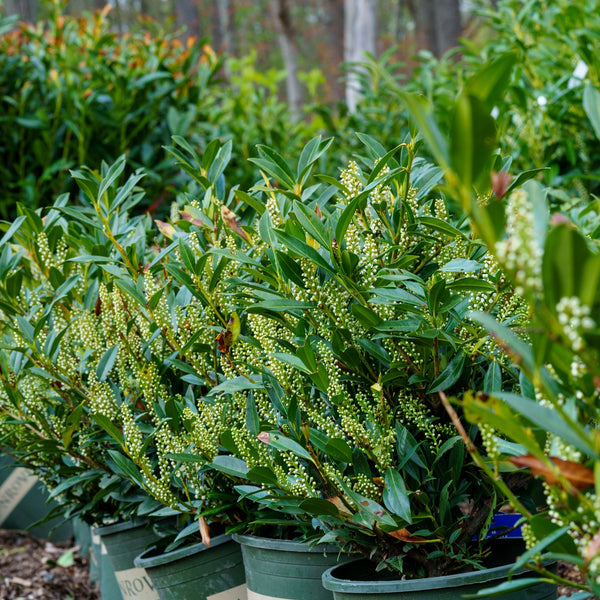 jade plant hedge Jade Enchantress Cherry Laurel – Plant Detectives