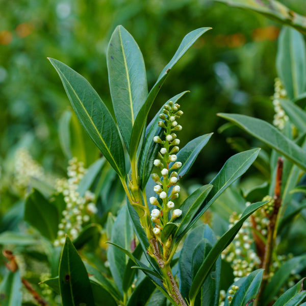 succulent enchantress plant Jade Enchantress Cherry Laurel – Plant Detectives