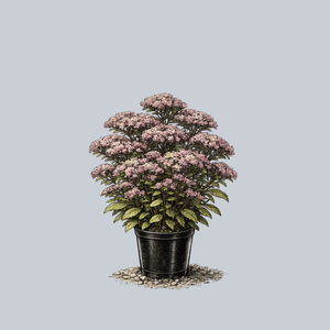 Jade Tuffet Stonecrop