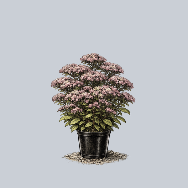 Jade Tuffet Stonecrop