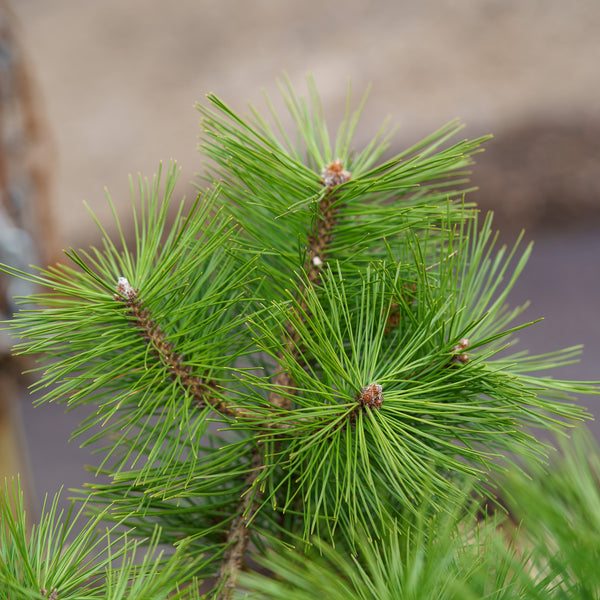 Jane Kluis Japanese Red Pine - Pine - Conifers