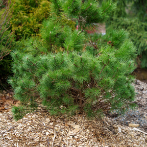 Jane Kluis Japanese Red Pine - Pine - Conifers