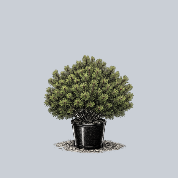 Jane Kluis Japanese Red Pine