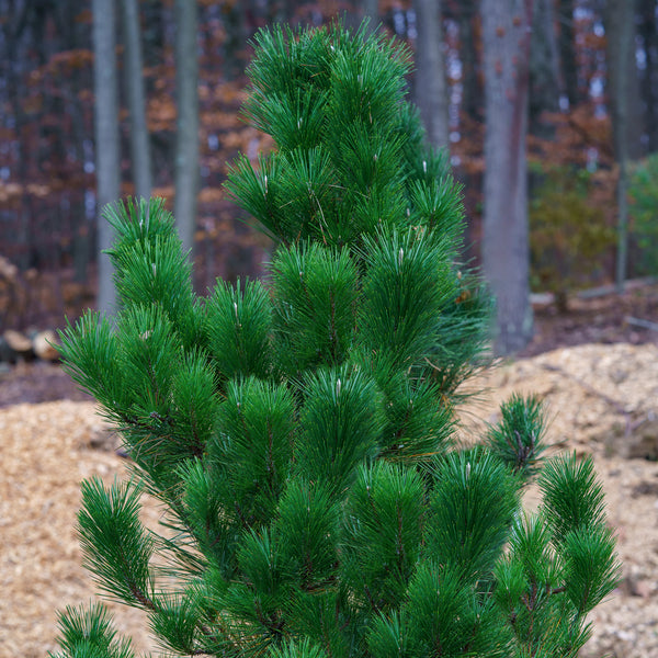 Japanese Black Pine - Pine - Conifers