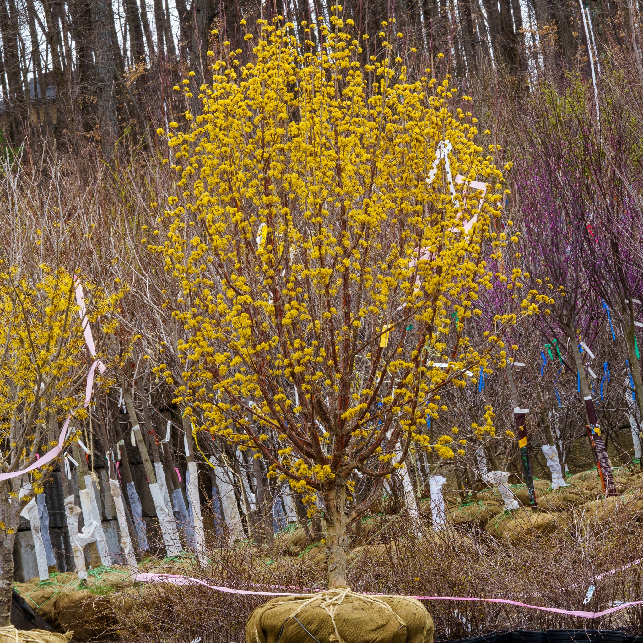 ★ コウキントウ★ Kintoki Japanese Cornel Dogwood – Plant Detectives