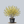 Load image into Gallery viewer, Japanese Cornel Dogwood
