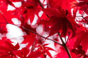 Japanese maple fall foliage