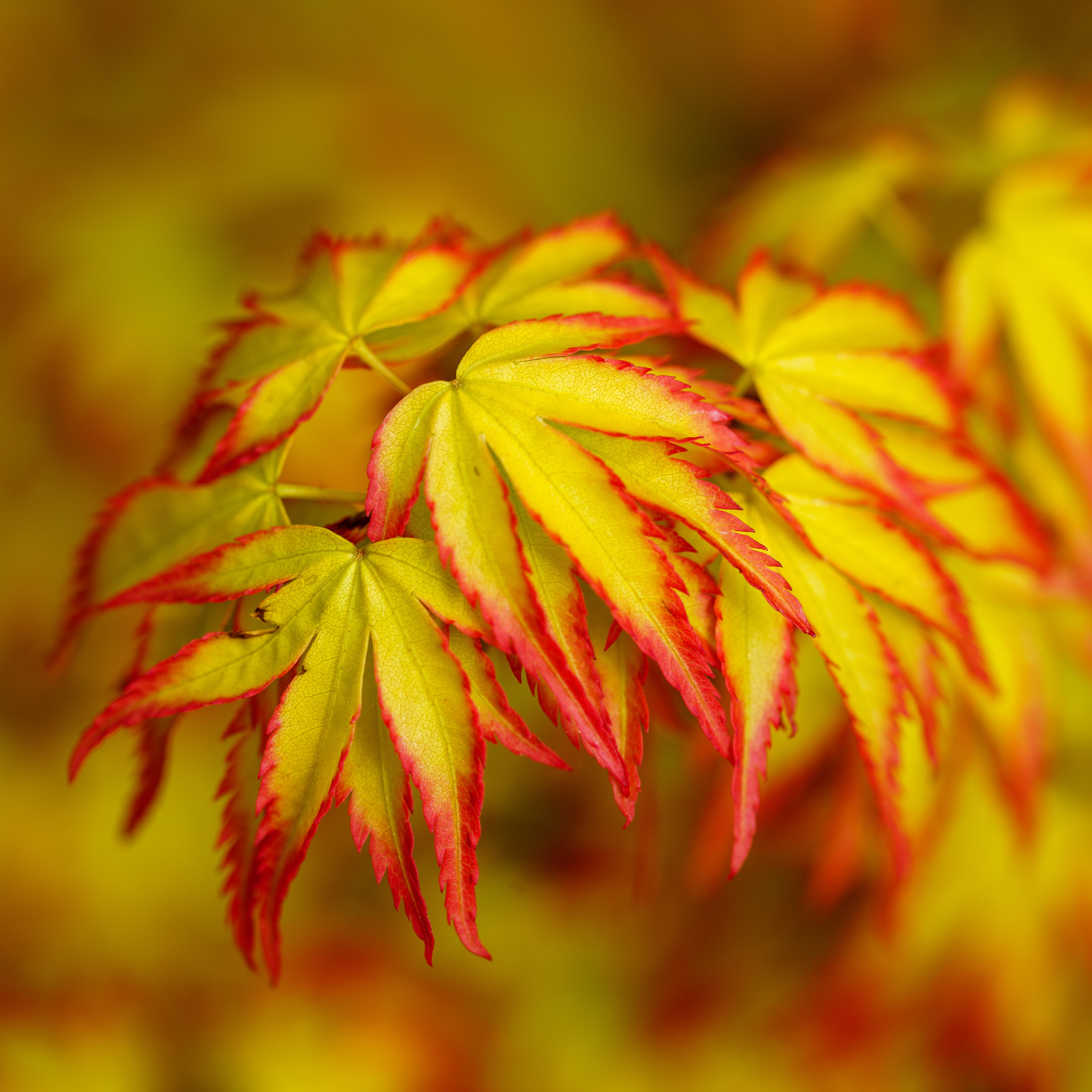 Japanese Maples - Plant Detectives