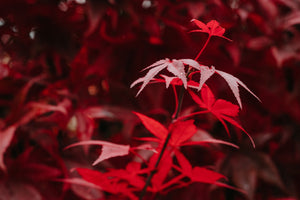 Japanese maple care guide - Japanese maple leaves