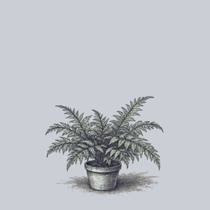 Japanese Painted Fern