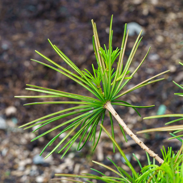 Japanese Umbrella Pine - Pine - Conifers