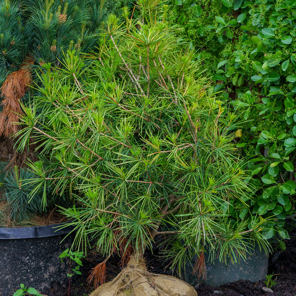 Japanese Umbrella Pine - Pine - Conifers