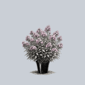 Jeana Tall Garden Phlox