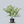 Load image into Gallery viewer, Jean's Appalachian Snow Dogwood
