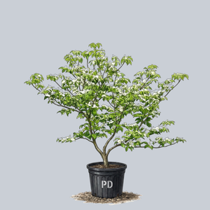Jean's Appalachian Snow Dogwood