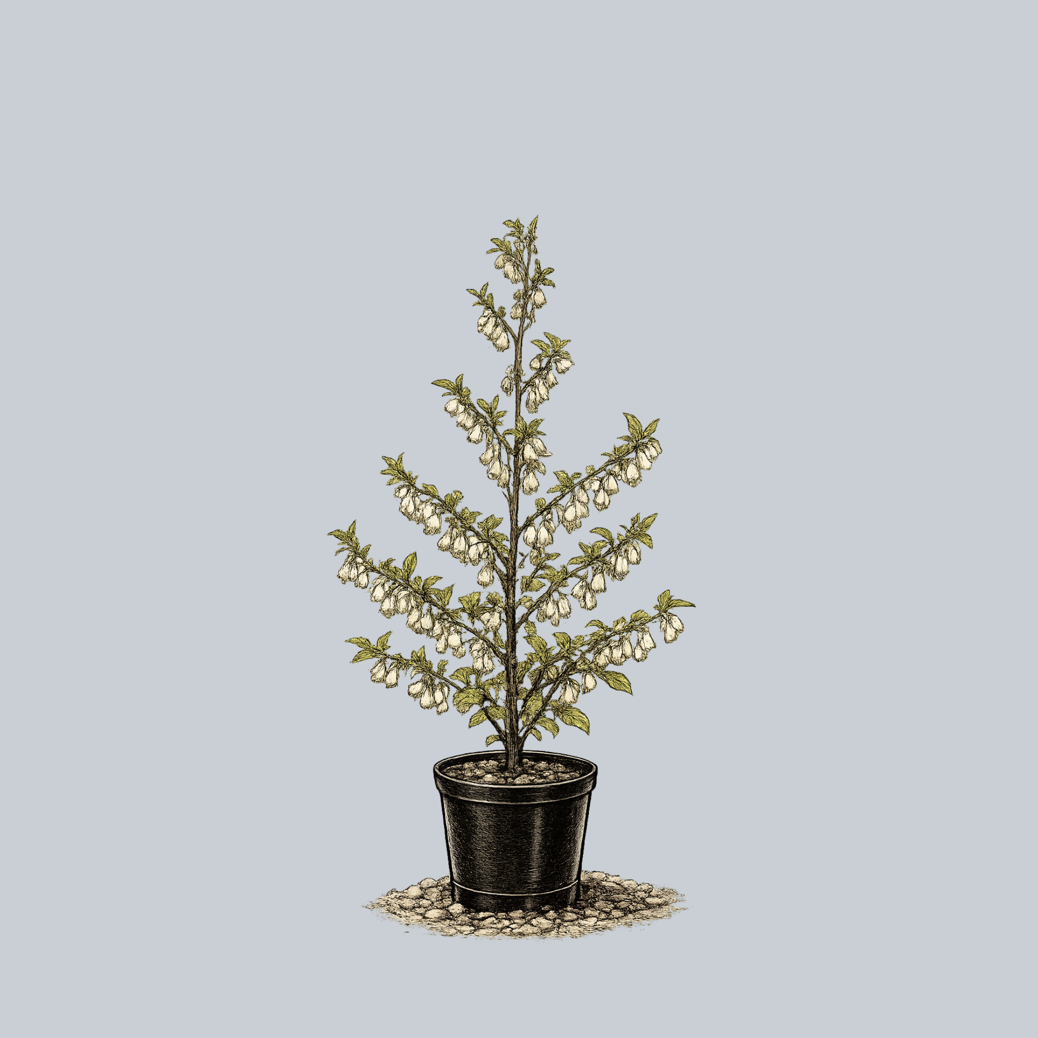 Jersey Belle Carolina Silverbell – Plant Detectives