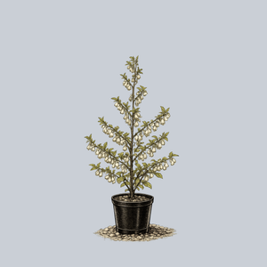 Jersey Belle Carolina Silverbell