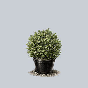 Jim Stauffer Boxwood
