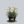 Load image into Gallery viewer, Joan Senior Daylily
