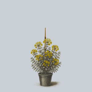 John Clayton Trumpet Honeysuckle