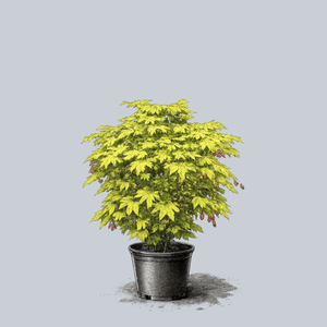 Jordan Golden Full Moon Maple