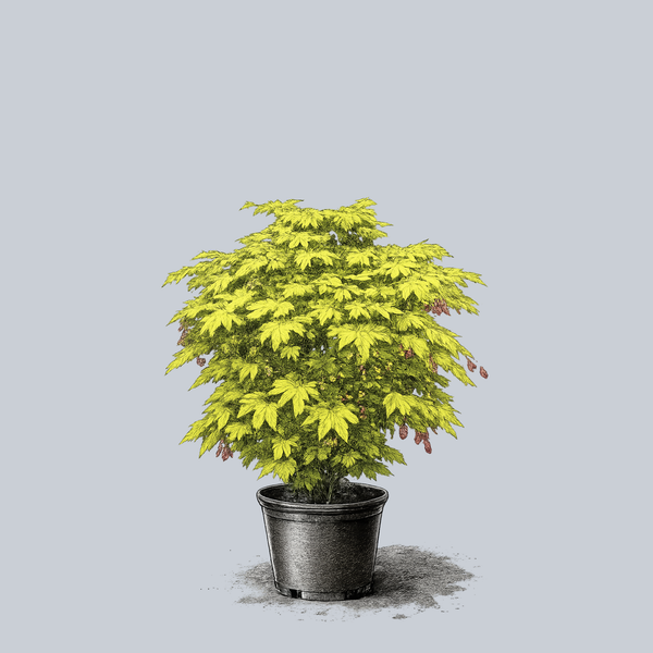 Jordan Golden Full Moon Maple