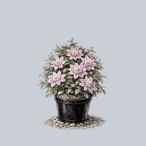 Josephine Clematis
