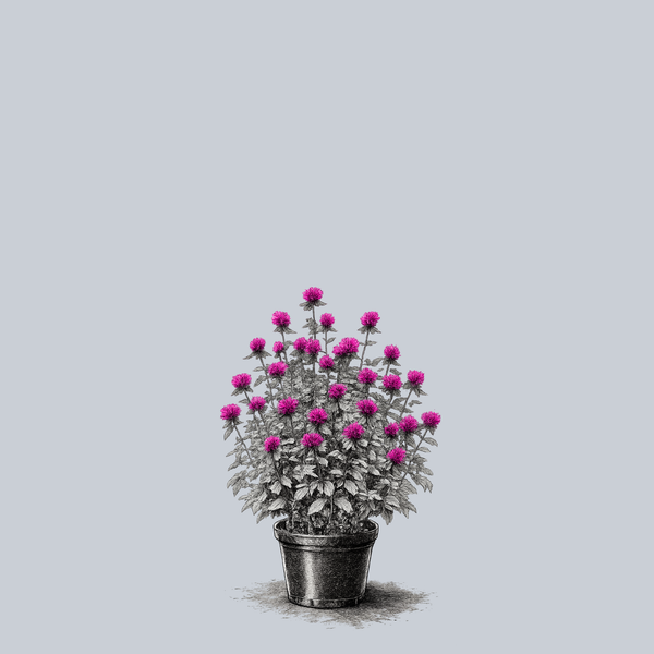 Judith's Fancy Fuchsia Bee Balm