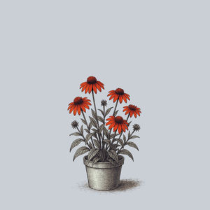 Julia Butterfly Coneflower